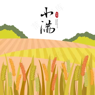 稻田小满节气黄色小麦