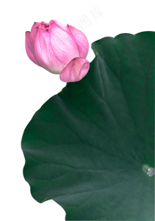 荷花荷叶 荷花荷叶