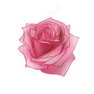 水珠粉色绽放玫瑰