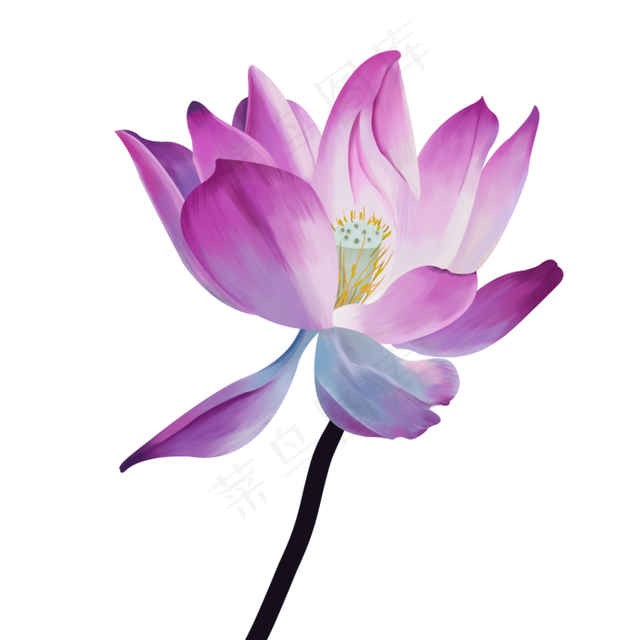 复古荷花荷叶(2000X2000(DPI:150))psd模版下载