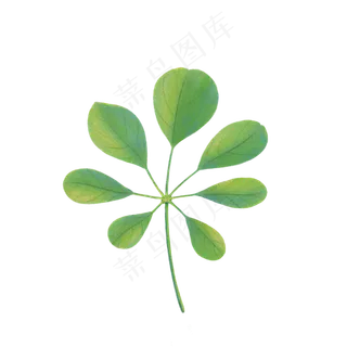 小清新树叶手绘绿色叶子