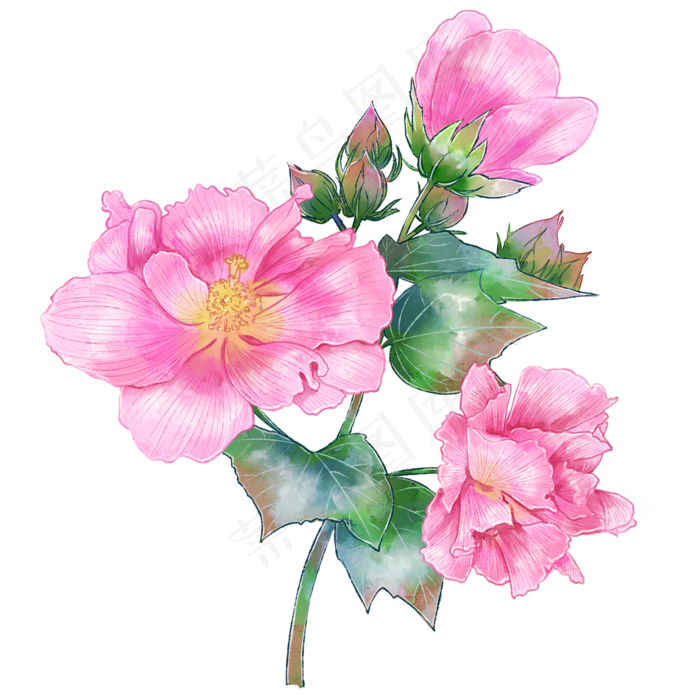 手绘中国风粉色木芙蓉花朵(2000X2000(DPI:300))psd模版下载