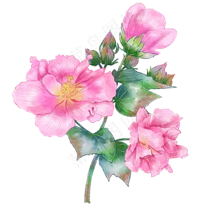 手绘中国风粉色木芙蓉花朵