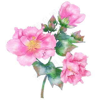 手绘中国风粉色木芙蓉花朵