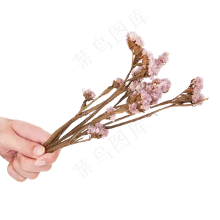 粉色干花