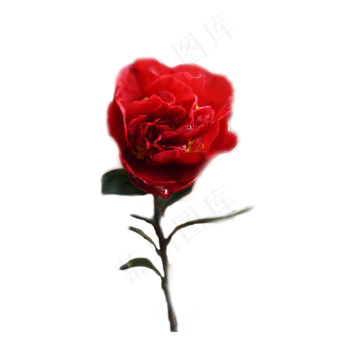 红色玫瑰花(2000X2000(DPI:300))psd模版下载