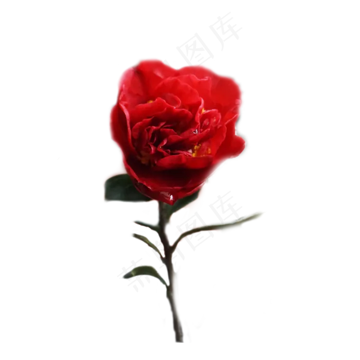 红色玫瑰花(2000X2000(DPI:300))psd模版下载