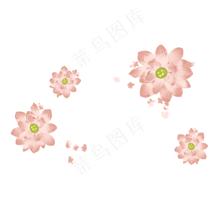 美丽的夏天荷花