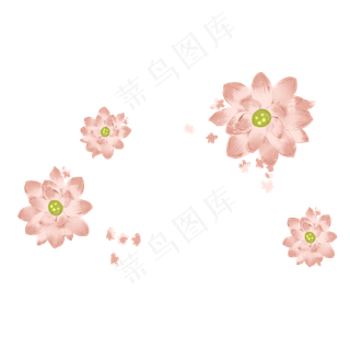 美丽的夏天荷花