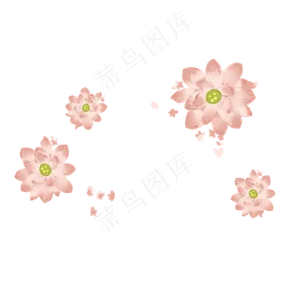 美丽的夏天荷花