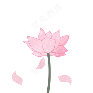 手绘粉色荷花植物花瓣飞落