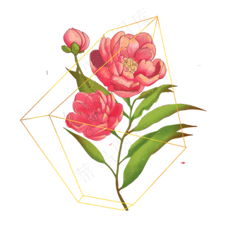 线条设计玫瑰红花