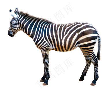 黑白色动物斑马,免抠元素