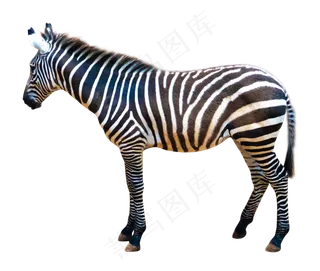 黑白色动物斑马,免抠元素