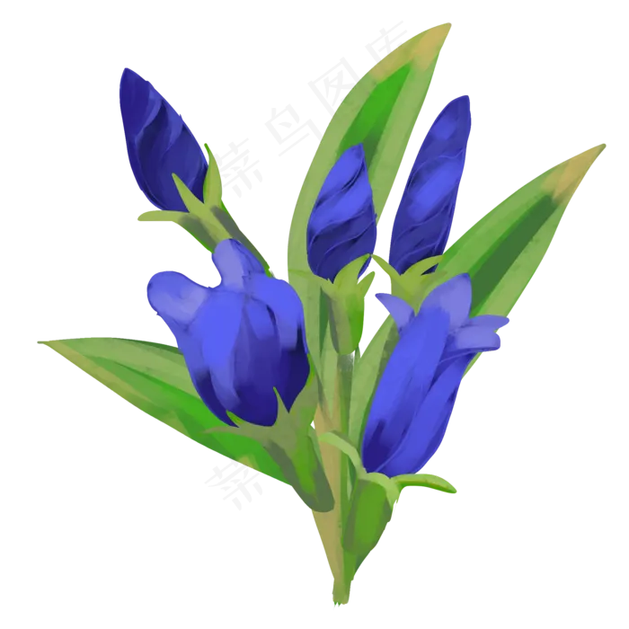 盛开淡雅龙胆花(2000X2000(DPI:300))psd模版下载