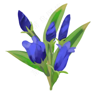 盛开淡雅龙胆花