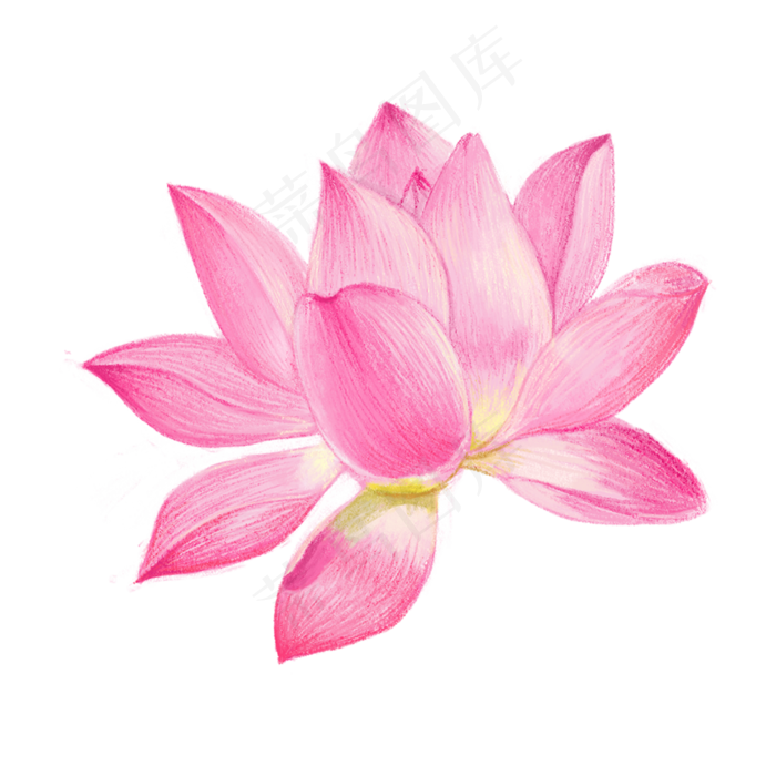 一朵绽放的荷花莲花,免抠元素