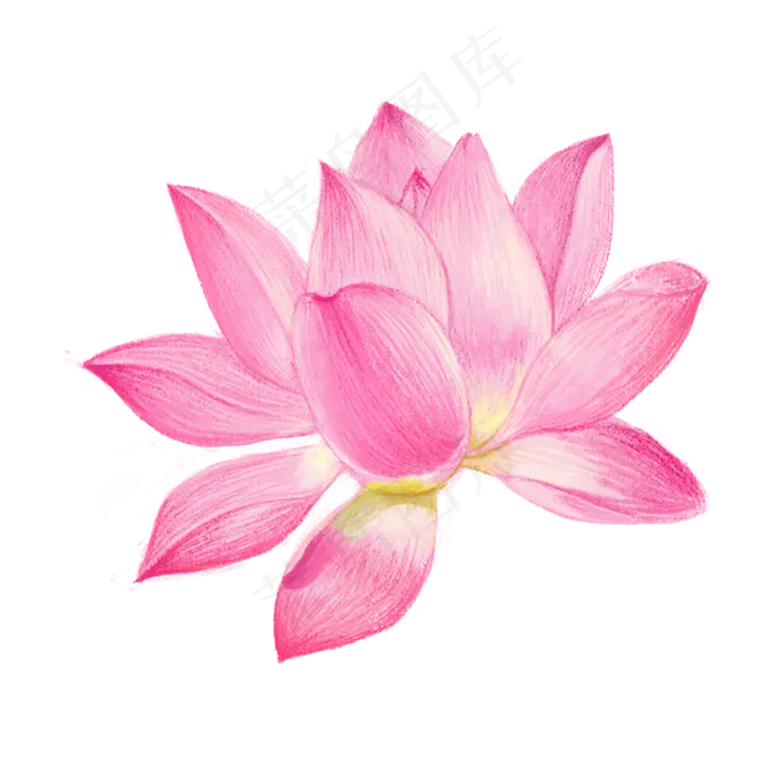 一朵绽放的荷花莲花,免抠元素(2000*2000px 300 dpi )psd模版下载