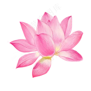 一朵绽放的荷花莲花,免抠元素