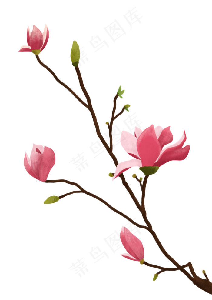 春天粉红色小清新玉兰花免抠PN