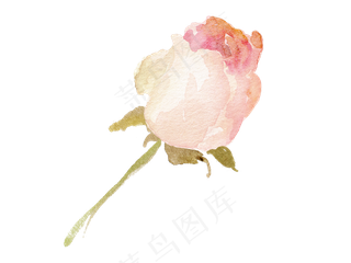 森系小清新水彩手绘花朵玫瑰,免抠元素