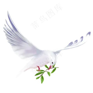 叼着草的鸽子 叼着草的鸽子