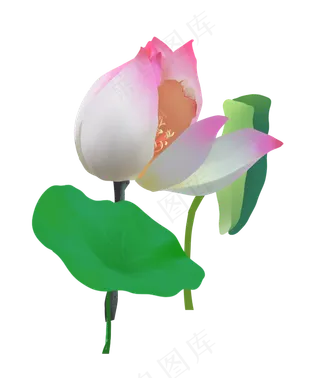 一朵含苞待放的荷花