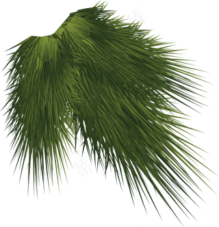 一根鲜绿色的松树枝,免抠元素