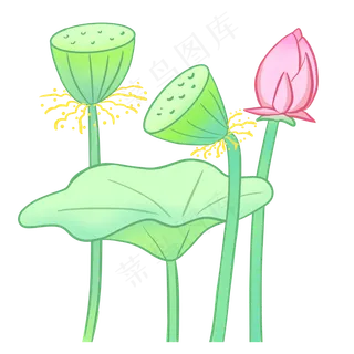 清新植物荷花荷叶