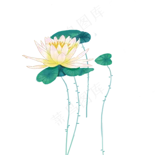 夏日荷花荷叶素材