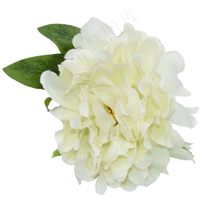 盛开的白花,免抠元素