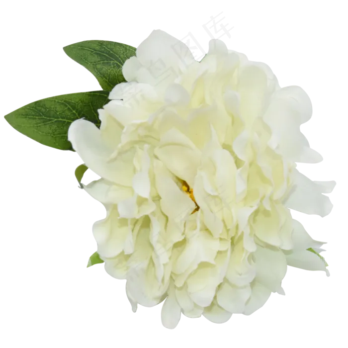 盛开的白花,免抠元素(2000*2000px 300 dpi )