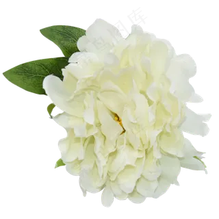 盛开的白花,免抠元素