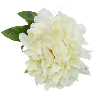 盛开的白花,免抠元素