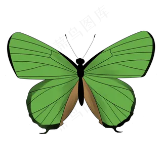 鲜艳卡通绿色蝴蝶免扣