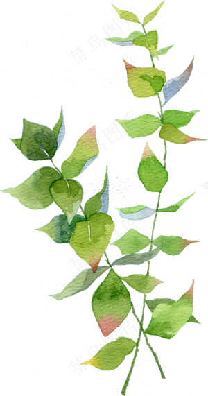 绿叶蓝色叶子水彩树叶水彩植物