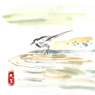 大暑河滩上的鸟