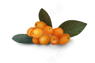 夏至手绘夏季水果枇杷