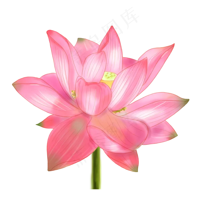 植物粉色荷花装饰(2000X2000(DPI:300))psd模版下载
