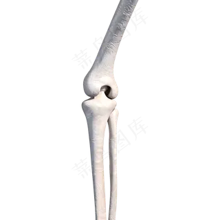 仿真脚关节png图,免抠元素