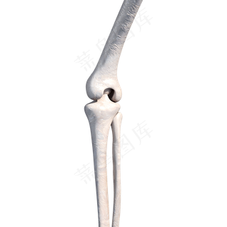 仿真脚关节png图,免抠元素