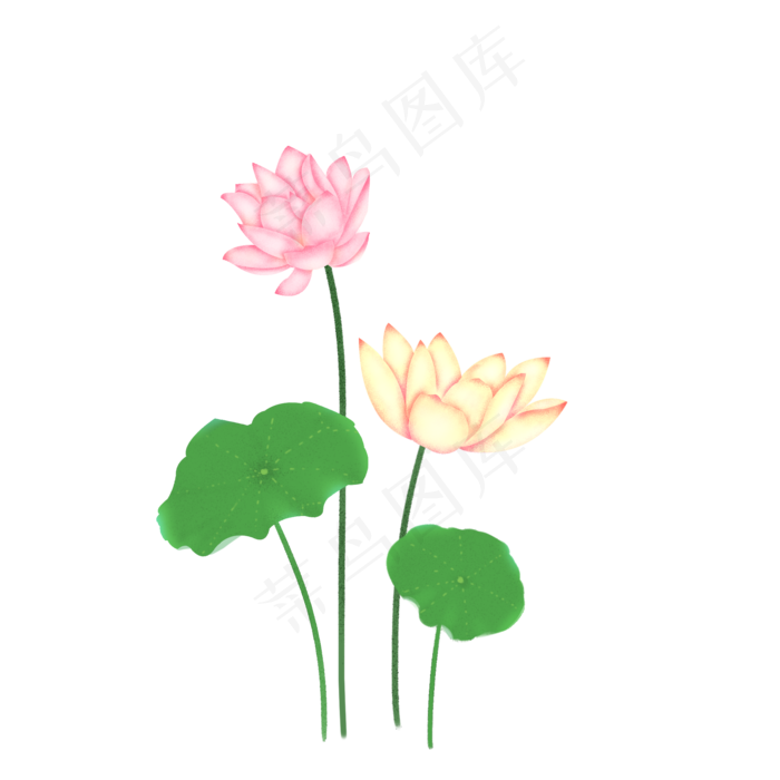 荷花荷叶莲花(2000X2000(DPI:300))psd模版下载