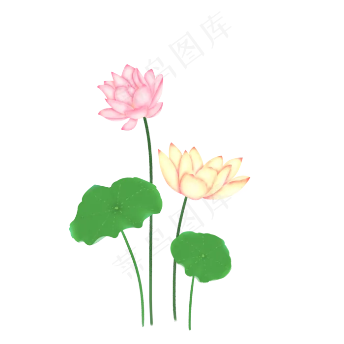荷花荷叶莲花(2000X2000(DPI:300))psd模版下载