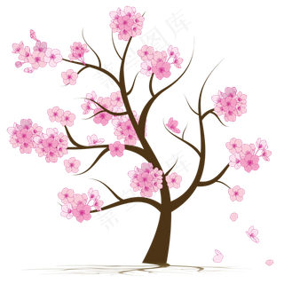 樱花树粉色樱花