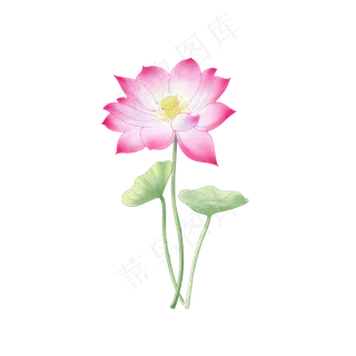 植物荷叶荷花设计