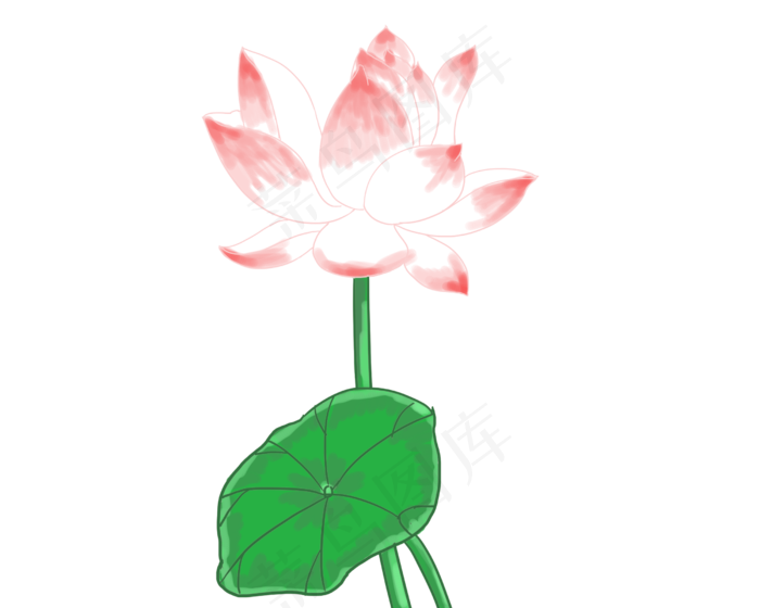 美丽的绽放荷花插画