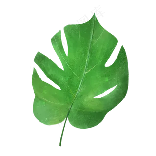 春天绿色水彩树叶