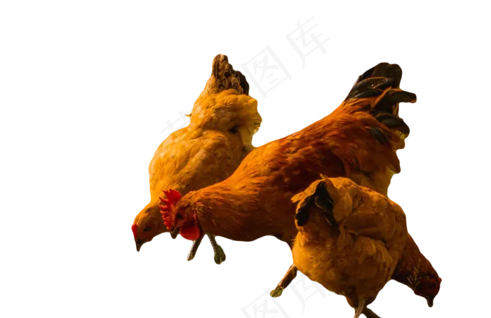 鸡农村土鸡,免抠元素(2000*1297px 300 dpi )psd模版下载
