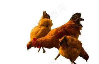 鸡农村土鸡,免抠元素