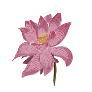 一朵盛开的荷花免抠创意插图